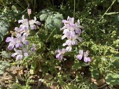 Collinsia concolor