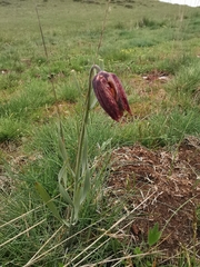 Fritillaria montana