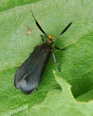 Dichomeris nonstrigella