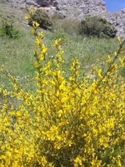 Genista cinerea