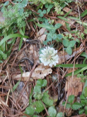 Trifolium repens