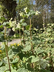 Symphytum grandiflorum