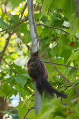 Sciurus vulgaris