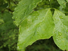 Angiospermae