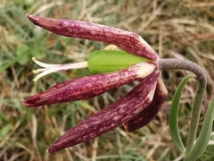 Fritillaria montana