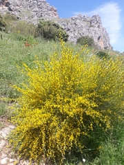 Genista cinerea