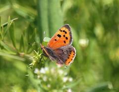 Lycaena phlaeas