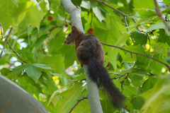Sciurus vulgaris