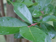 Lagerstroemia