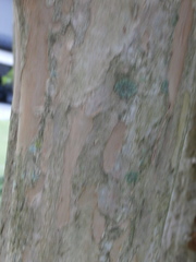 Lagerstroemia