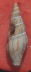 Bela
