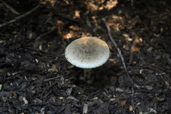 Amanita diemii