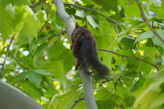 Sciurus vulgaris
