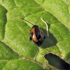 Phyllotreta striolata