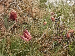 Fritillaria montana