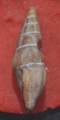 Bela