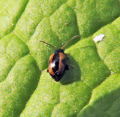 Phyllotreta striolata