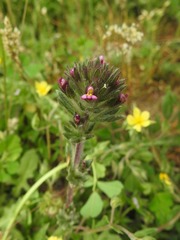 Parentucellia latifolia