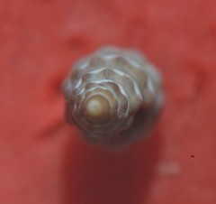 Bela