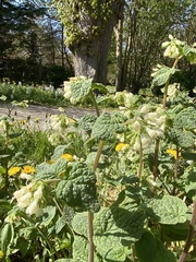 Symphytum grandiflorum