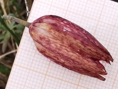Fritillaria montana