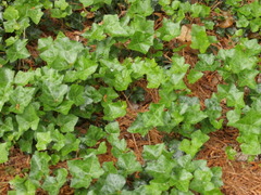 Hedera helix