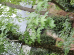 Liquidambar styraciflua