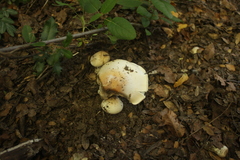 Cortinarius effundens