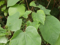 Cercis canadensis