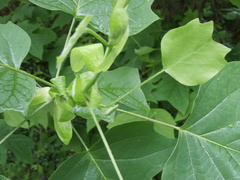 Liriodendron tulipifera