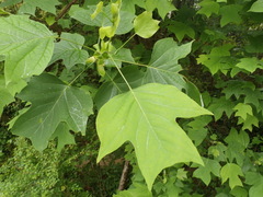 Liriodendron tulipifera