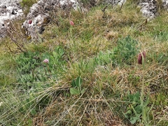 Fritillaria montana