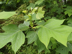 Liriodendron tulipifera