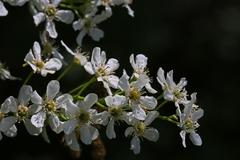 Prunus padus