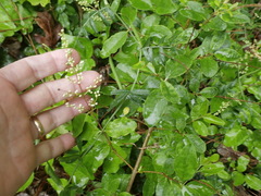Ligustrum