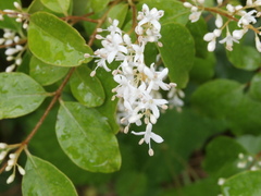 Ligustrum sinense
