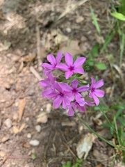 Phlox amoena
