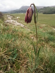 Fritillaria montana