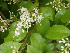 Ligustrum sinense
