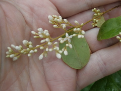 Ligustrum