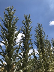 Onopordum acanthium
