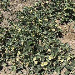 Ecballium elaterium
