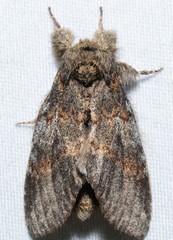 Peridea angulosa
