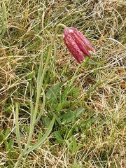 Fritillaria montana