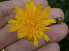 Hypochaeris radicata