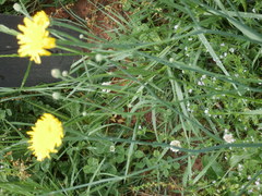 Hypochaeris radicata