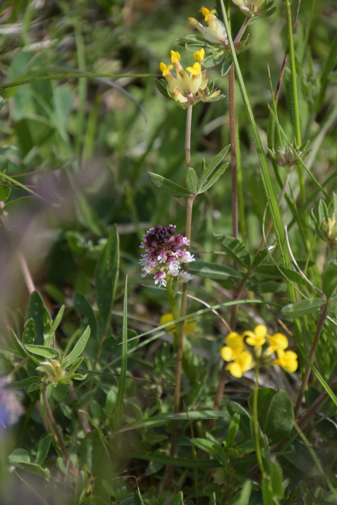 Neotinea ustulata