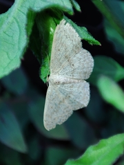 Scopula minorata