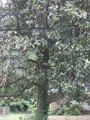 Magnolia grandiflora