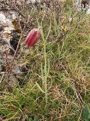 Fritillaria montana